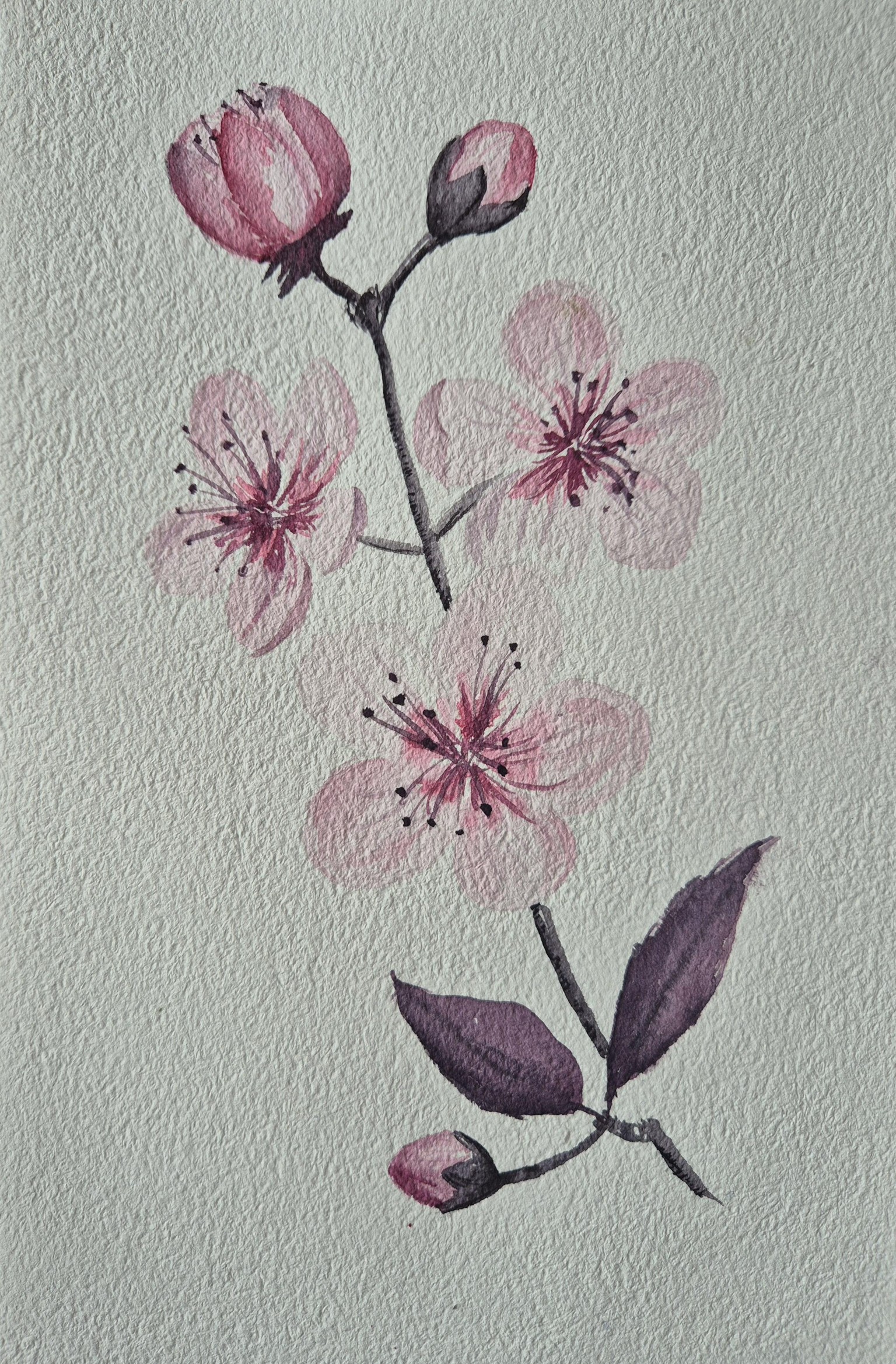 My cherry blossoms - image 1 - student project