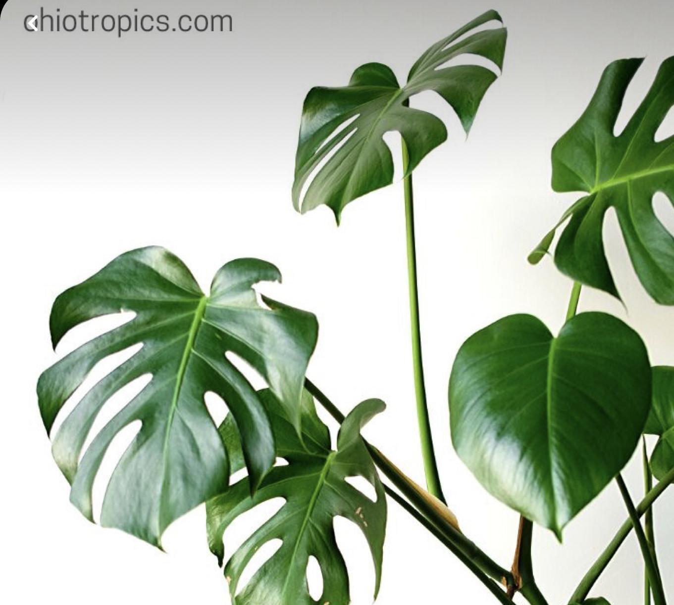 Painting Monstera leaves - image 2 - student project
