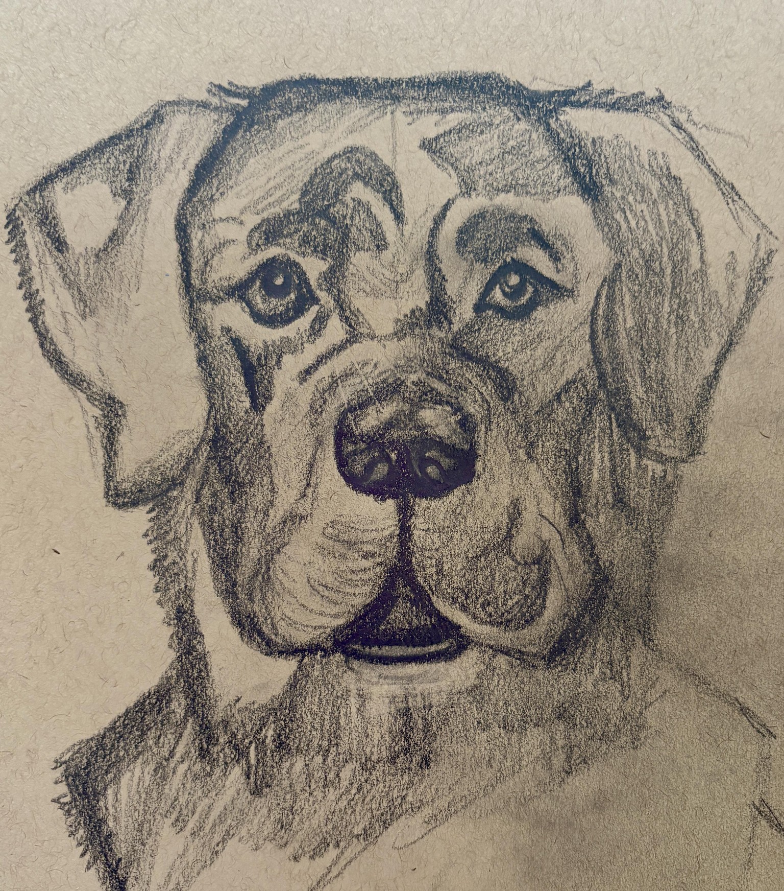 Black Lab - image 1 - student project