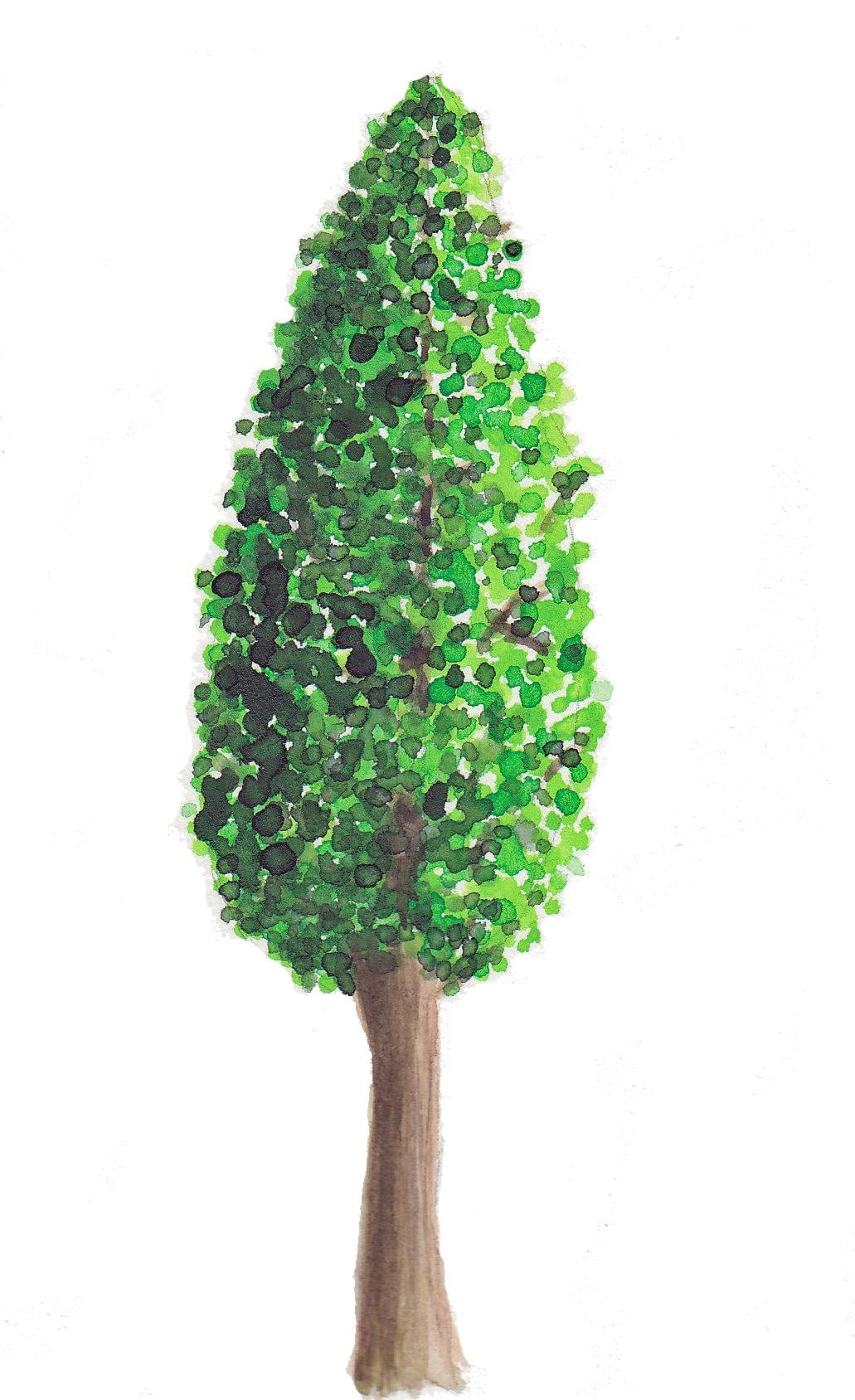 A loot of trees :) - image 1 - student project