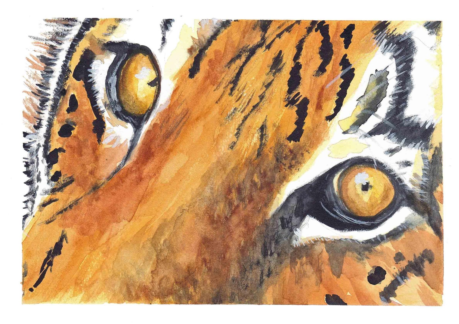 Animals eyes - image 3 - student project