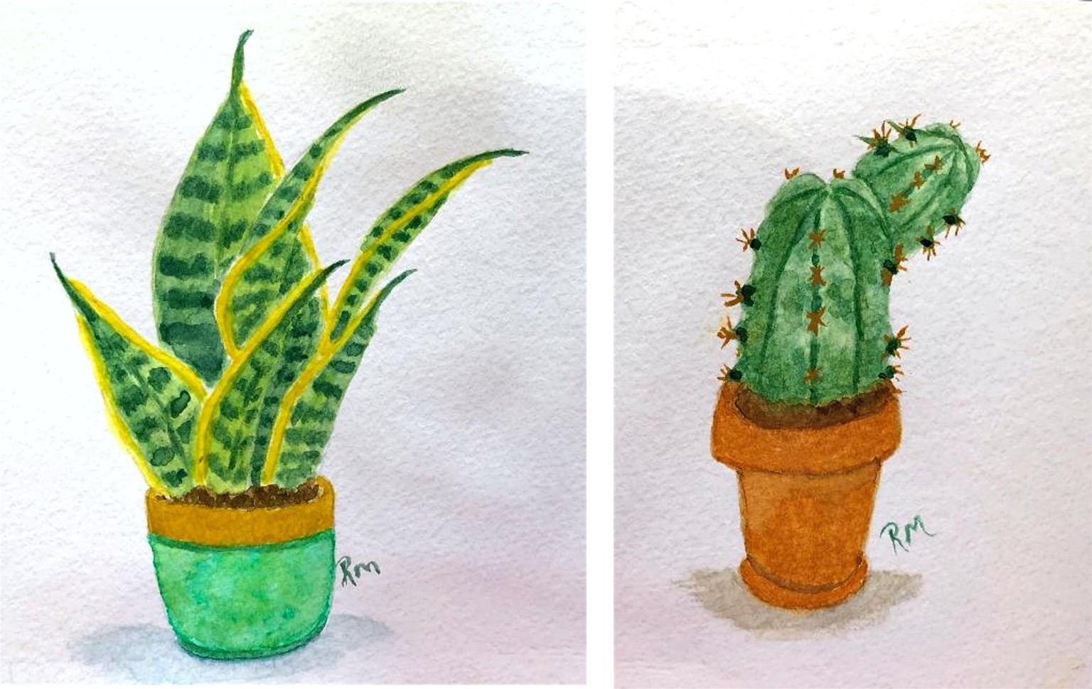 Cacti and Succulents - image 1 - student project