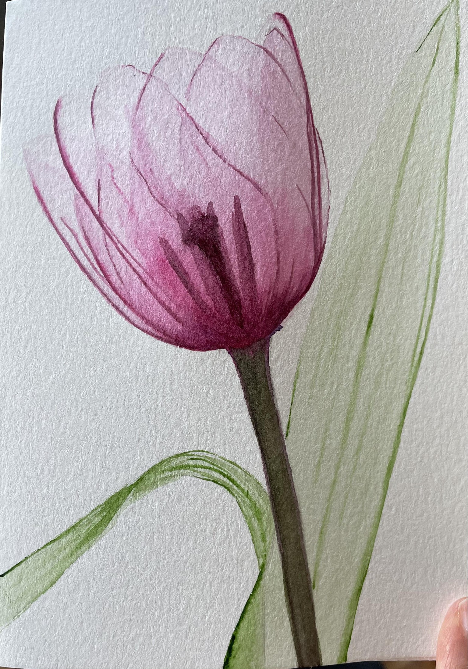 Watercolor tulip transparent technique - image 1 - student project