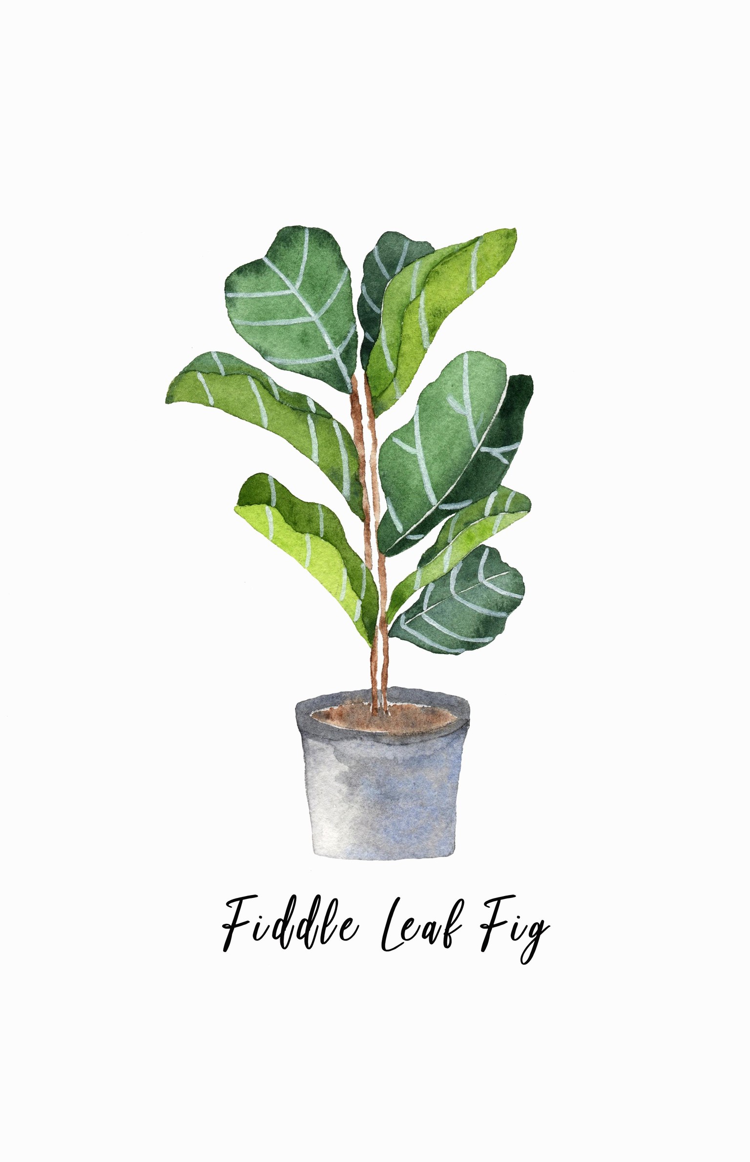 Fiddle Leaf Fig - image 1 - student project