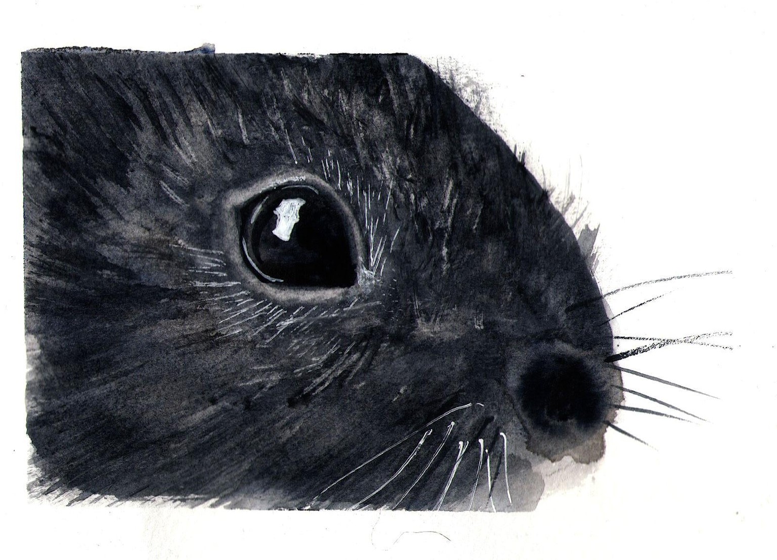 My monochrome animal eyes - image 1 - student project