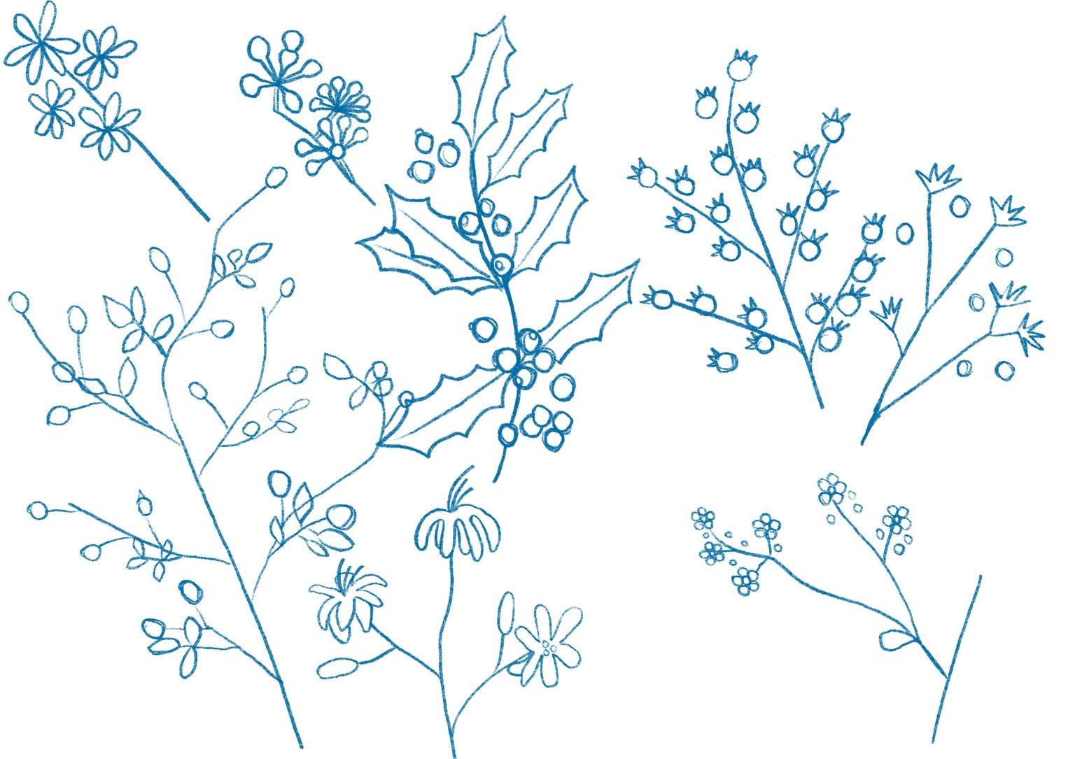 Botanical illustration - image 3 - student project
