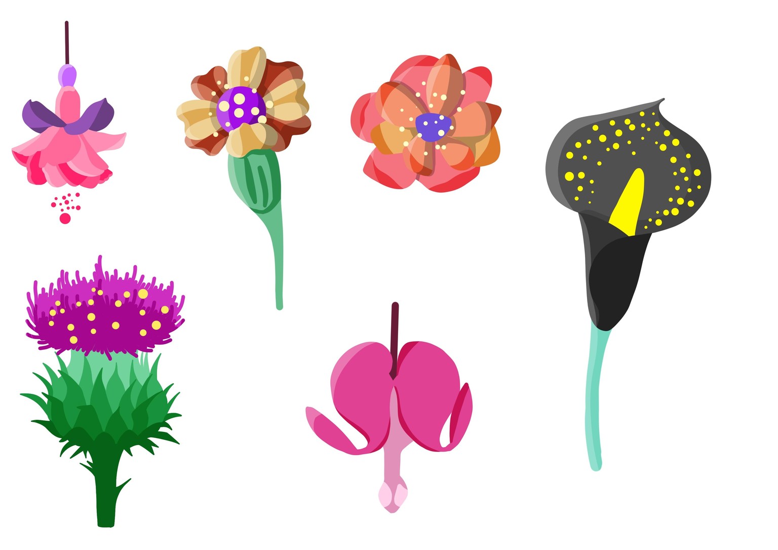 Botanical illustration - image 7 - student project