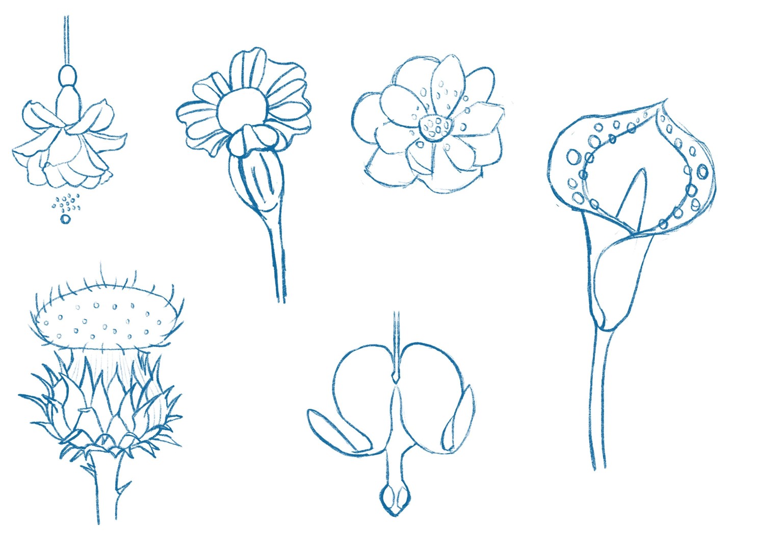 Botanical illustration - image 4 - student project