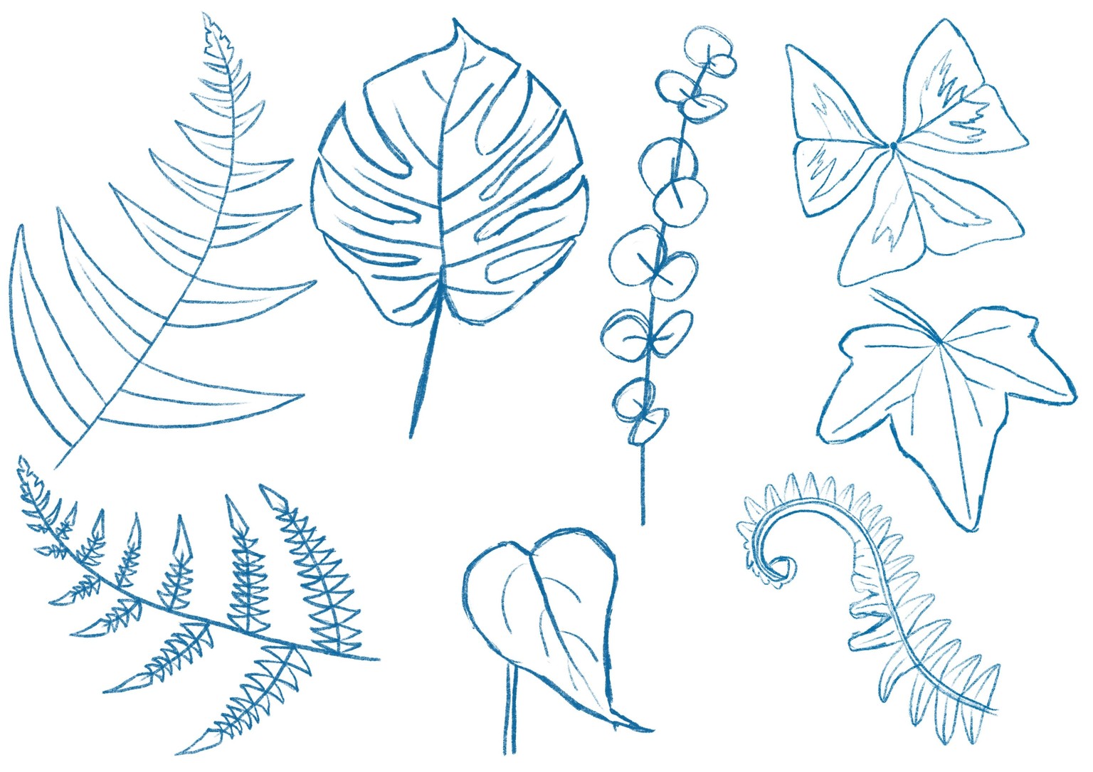 Botanical illustration - image 2 - student project