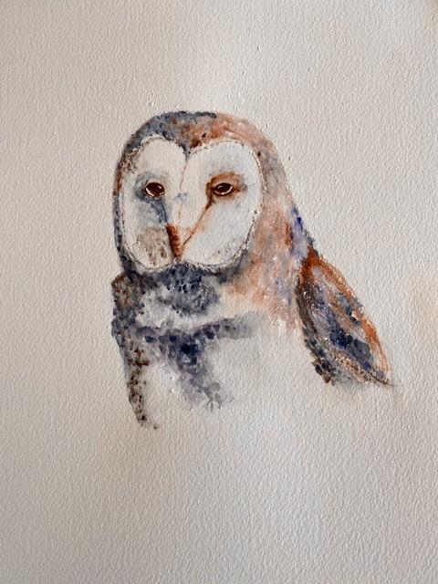 Barn Owl - image 2 - student project