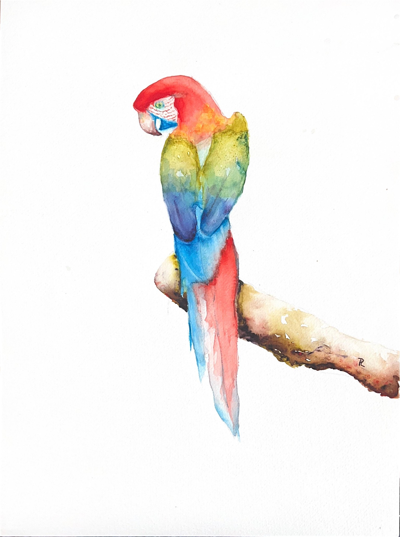 Parrot - image 1 - student project