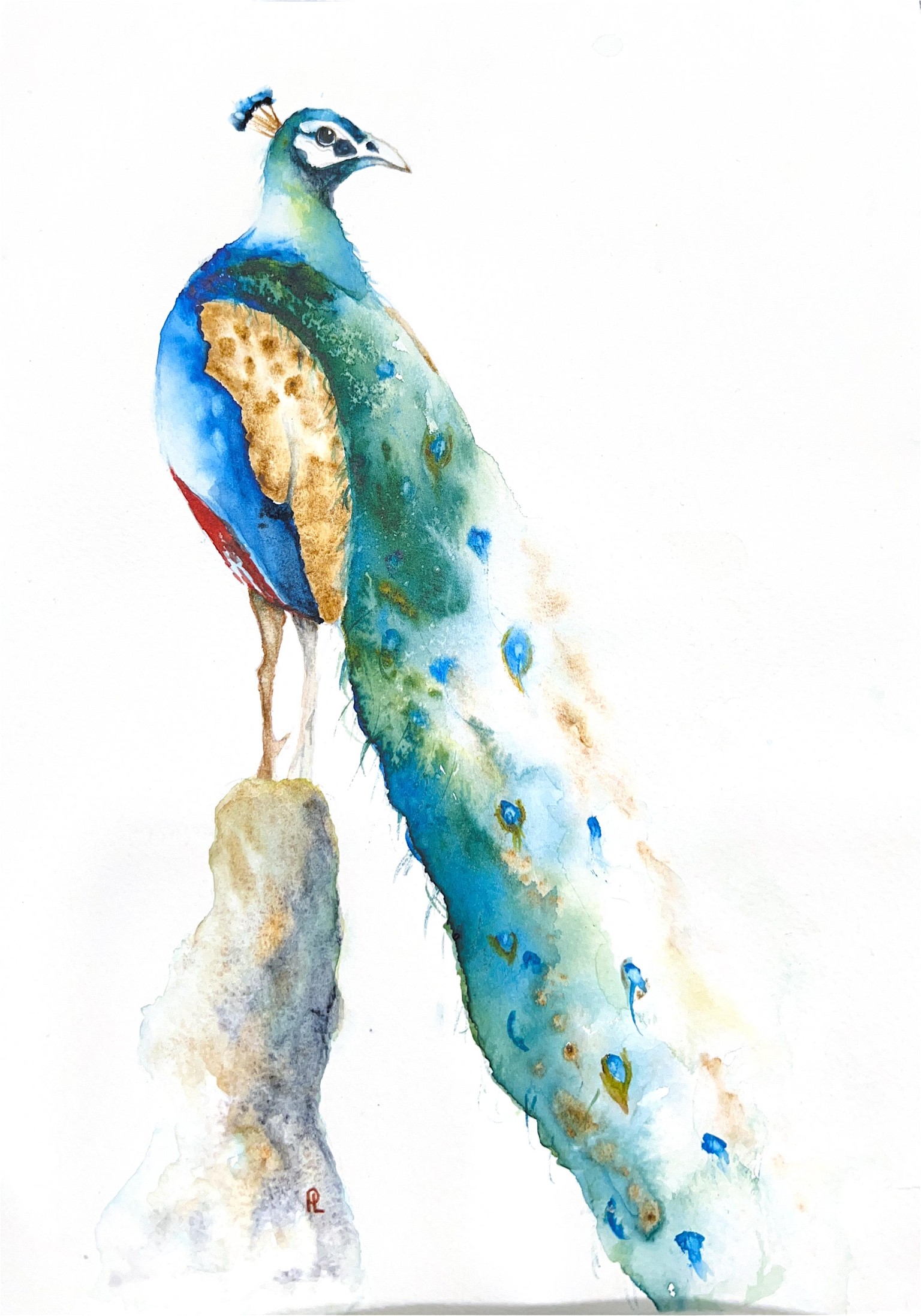 Peacock - image 1 - student project