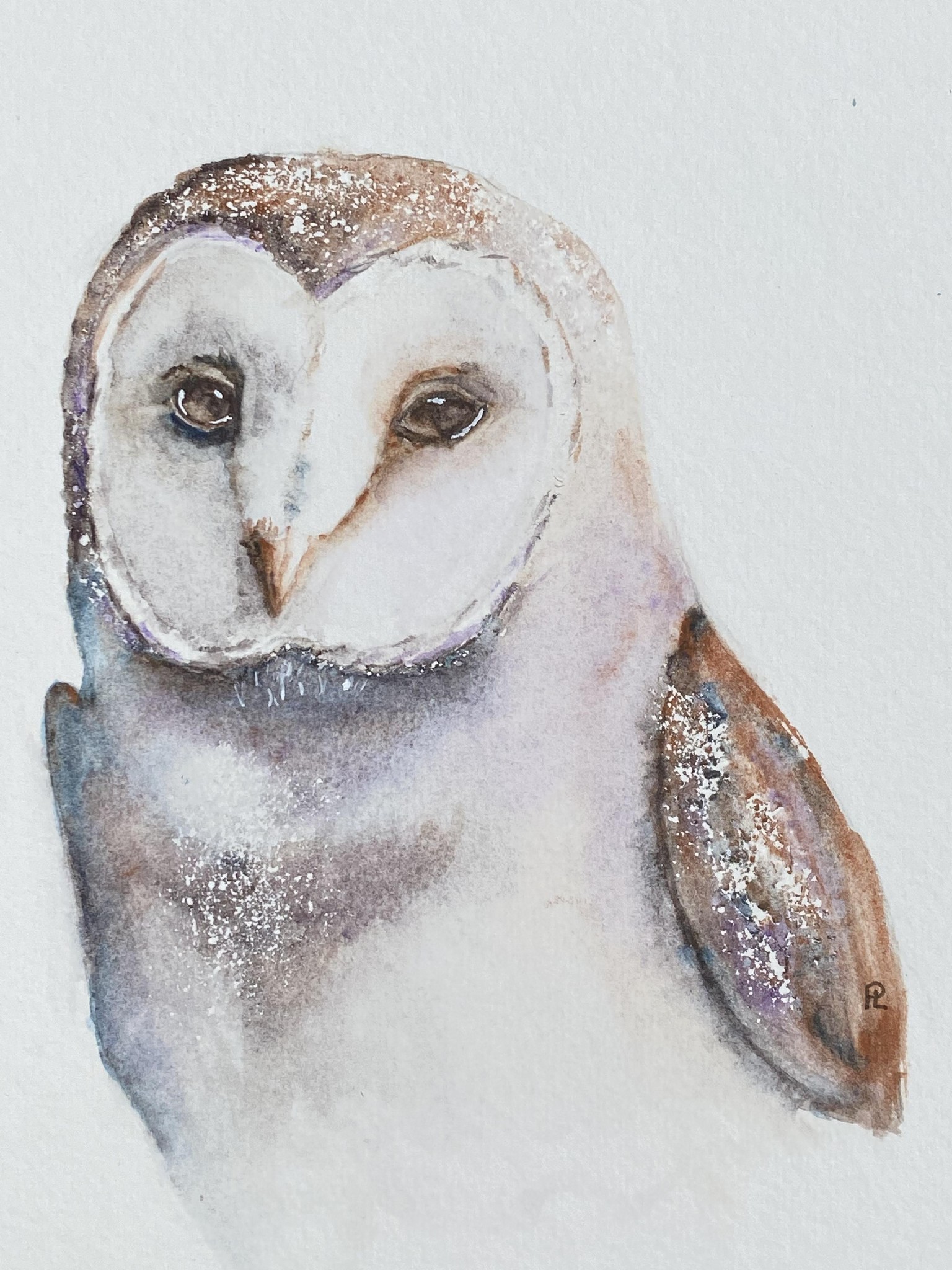 Barn Owl - image 1 - student project