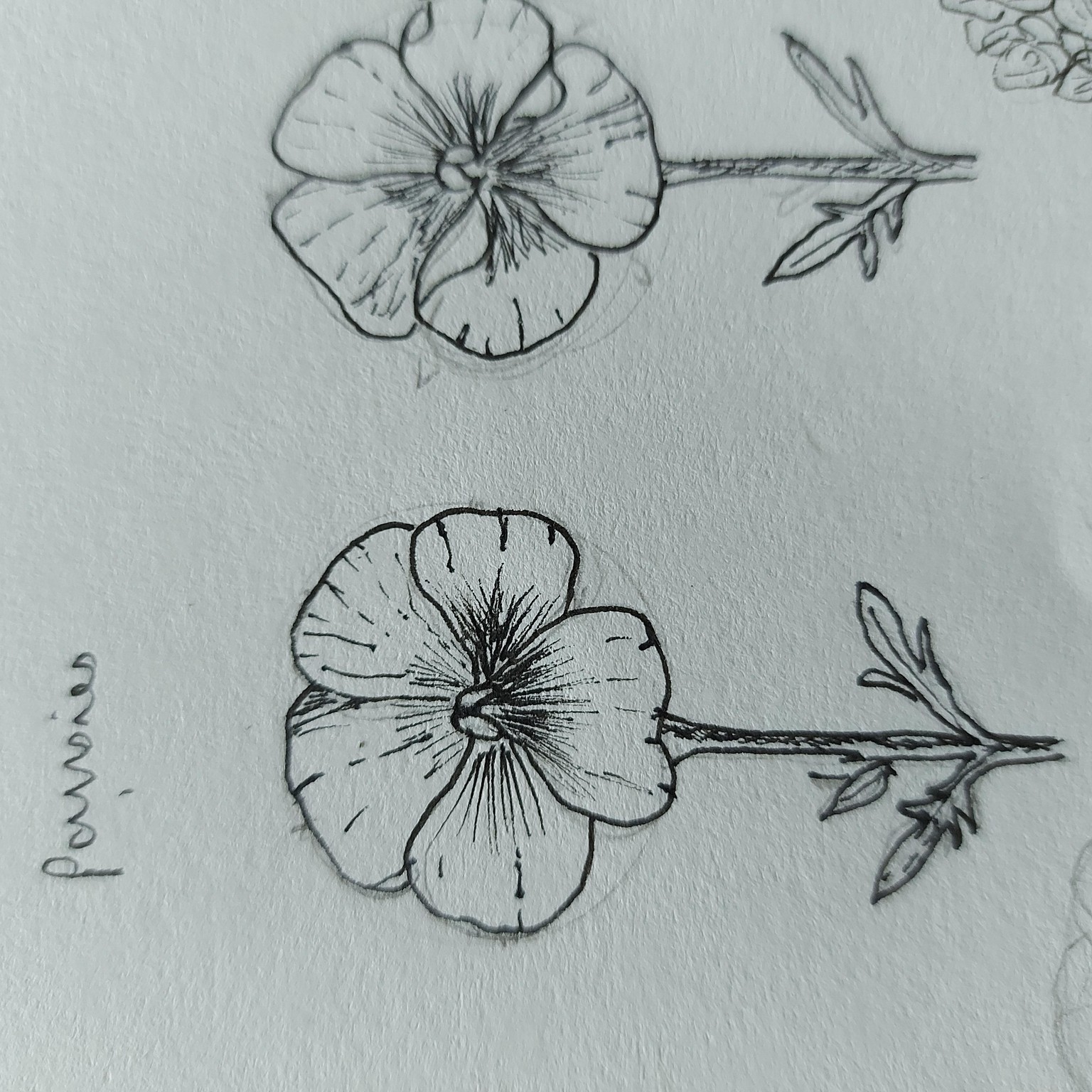 Pansies - image 1 - student project