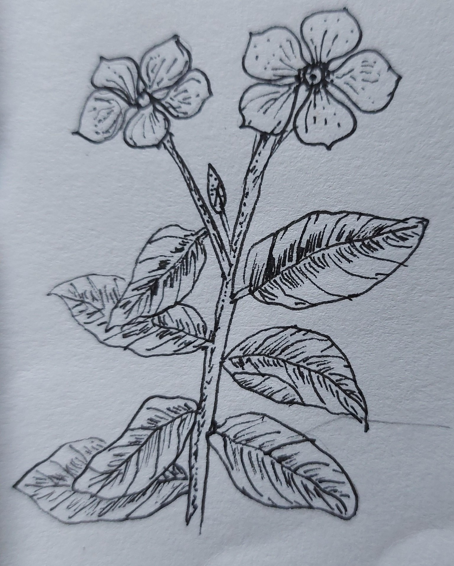 French Marigold and Madagascar Periwinkle - image 2 - student project