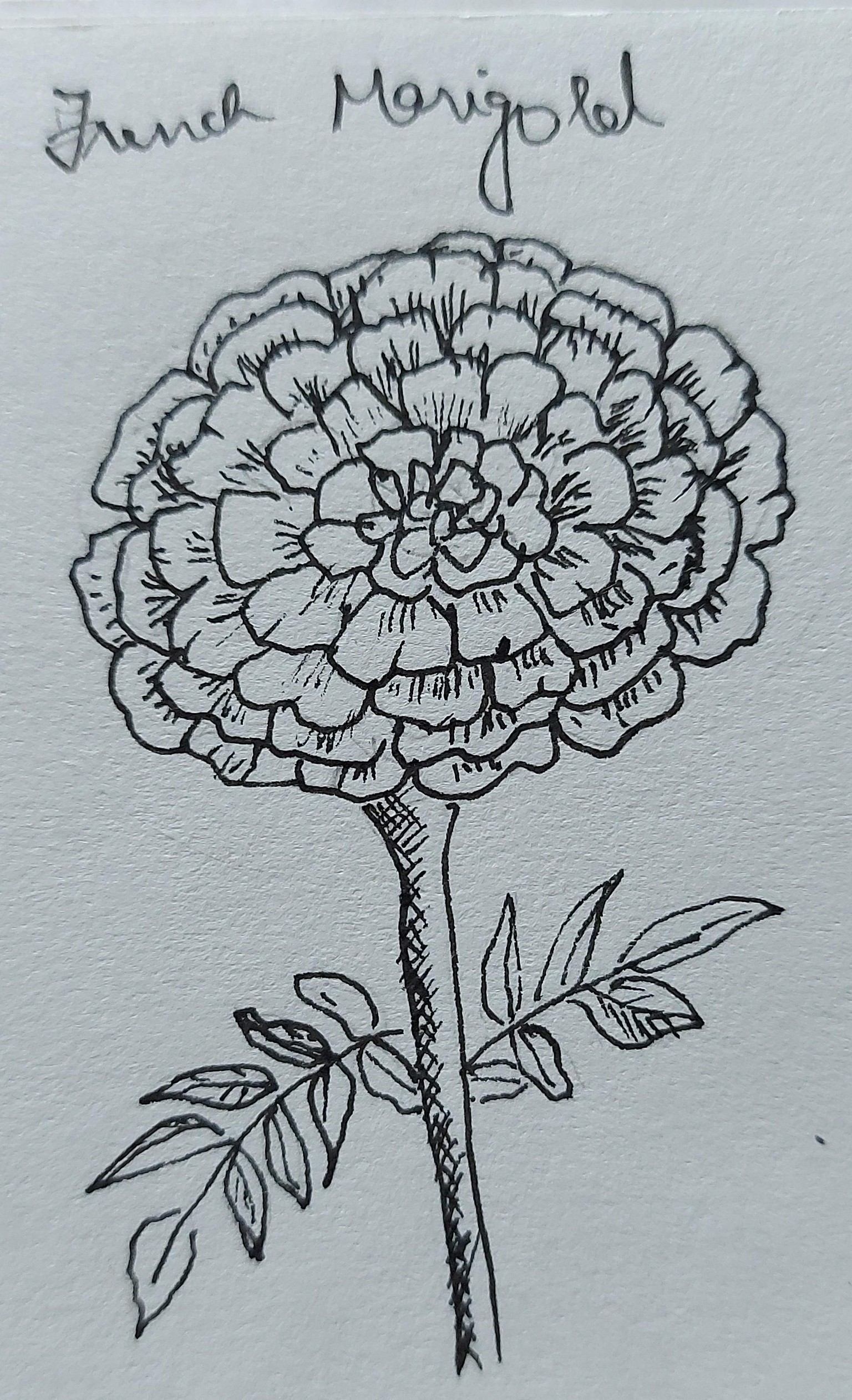 French Marigold and Madagascar Periwinkle - image 1 - student project