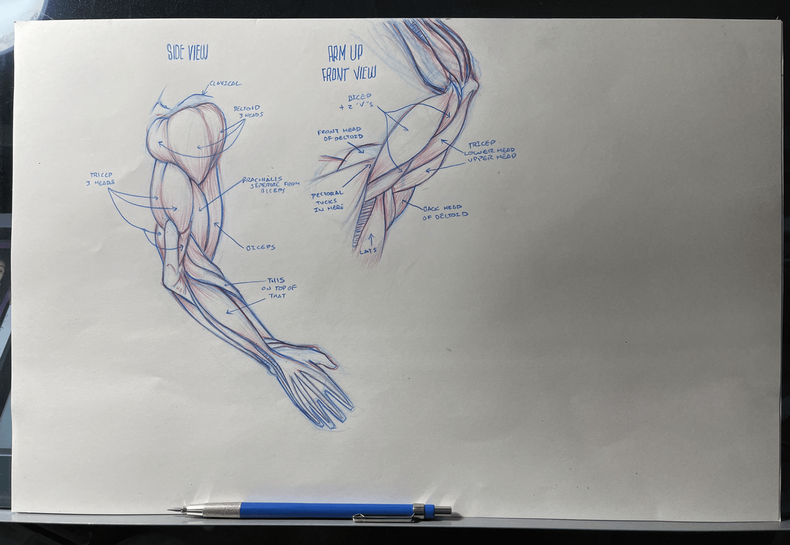 Arm anatomy studies - image 2 - student project