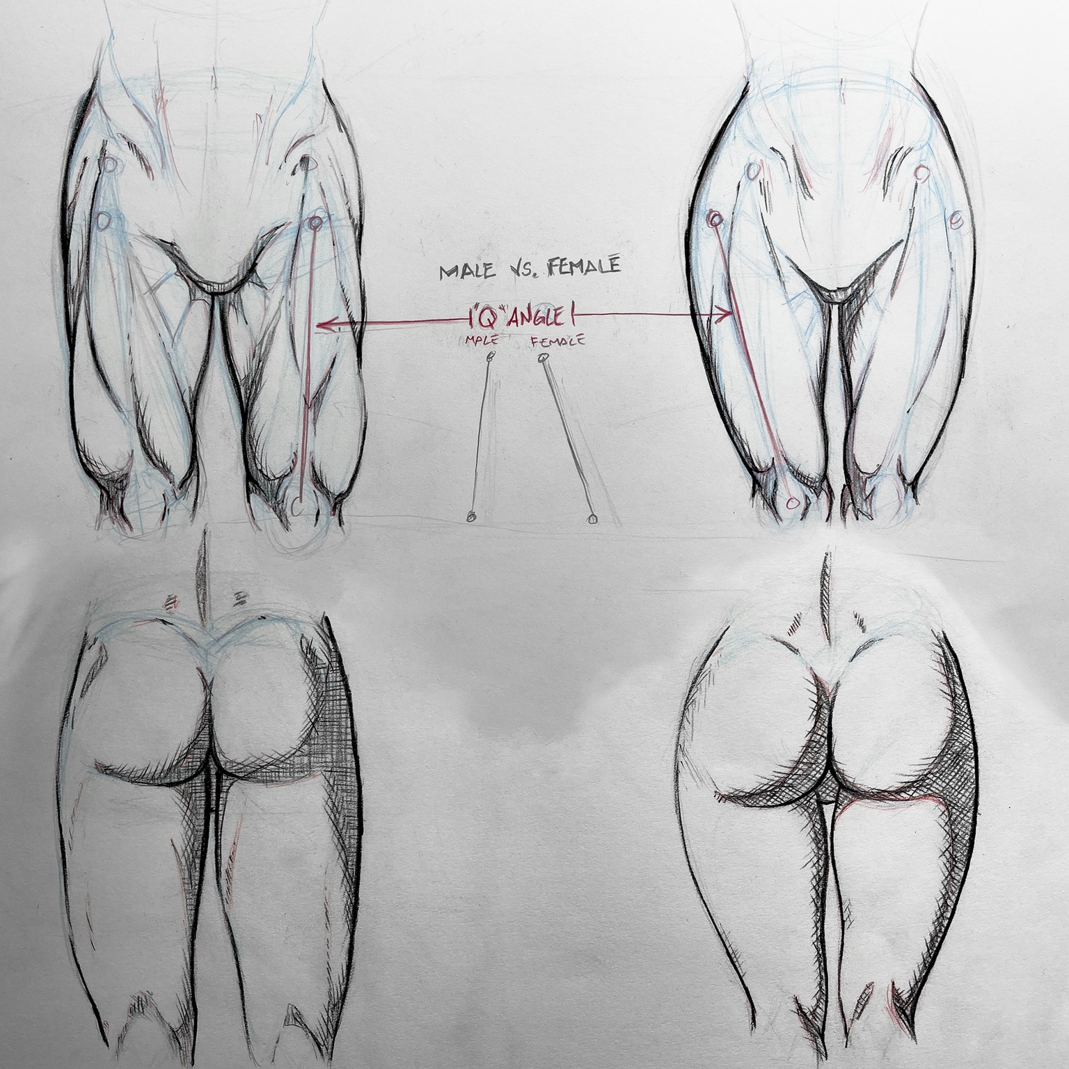 Leg muscle studies - image 2 - student project
