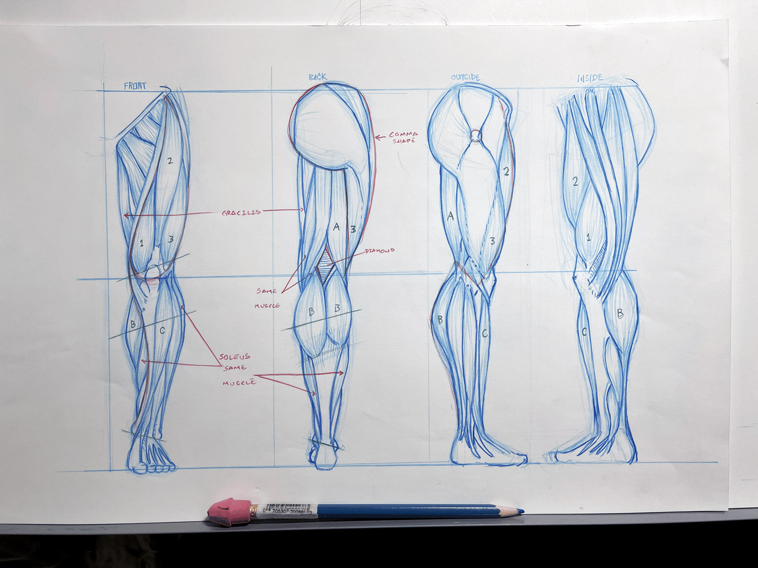 Leg muscle studies - image 1 - student project
