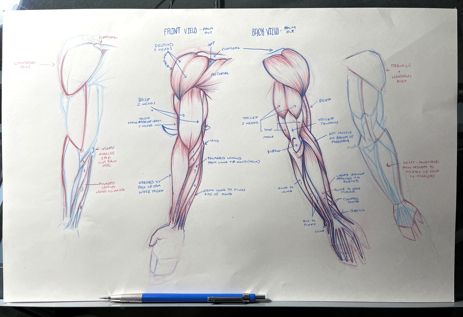 Arm anatomy studies - image 1 - student project