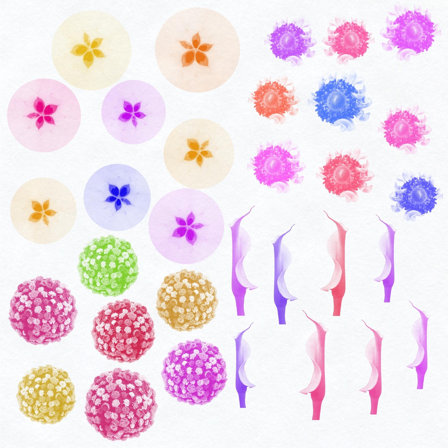 Fruit and Flowers - image 1 - student project