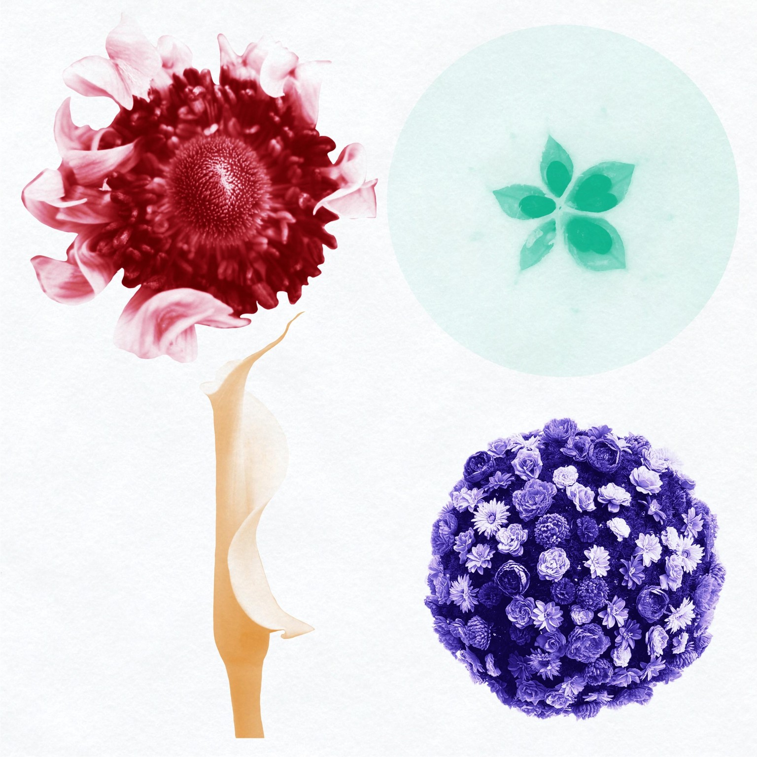 Fruit and Flowers - image 2 - student project