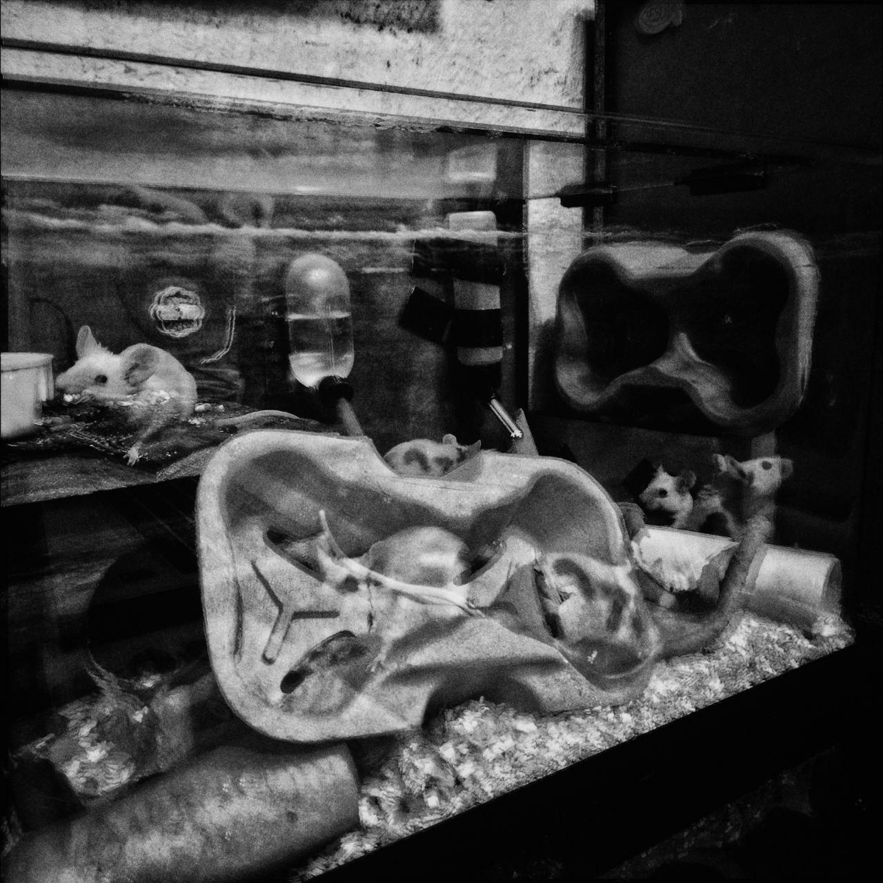 I still ain't got Adobe's Photoshop - image 3 - student project