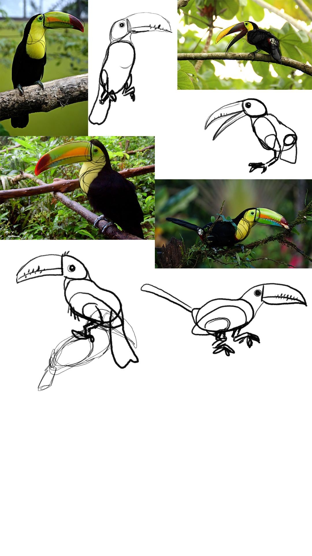 Hipster Toucan - image 1 - student project