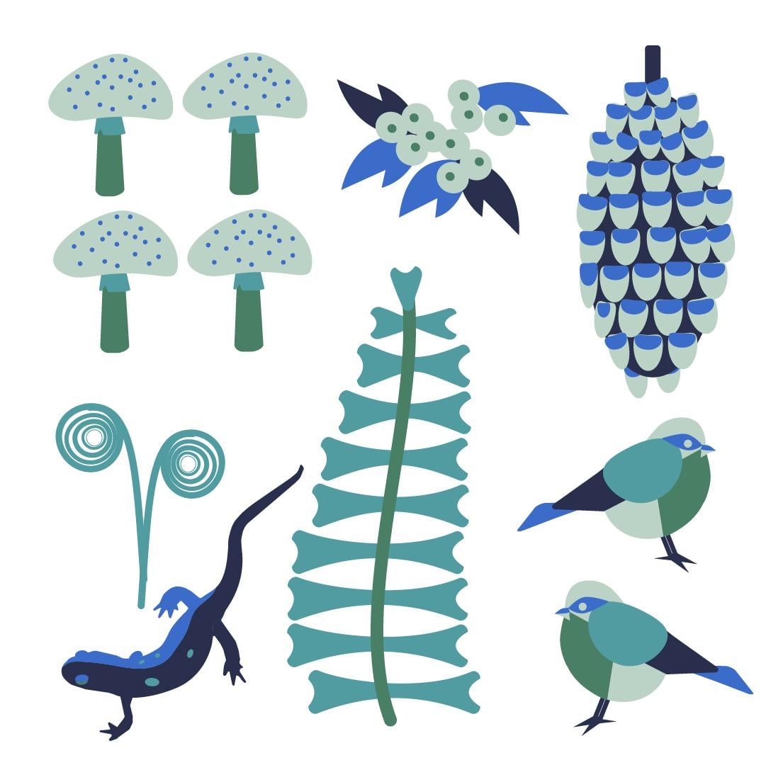 FOREST FINDS - image 3 - student project