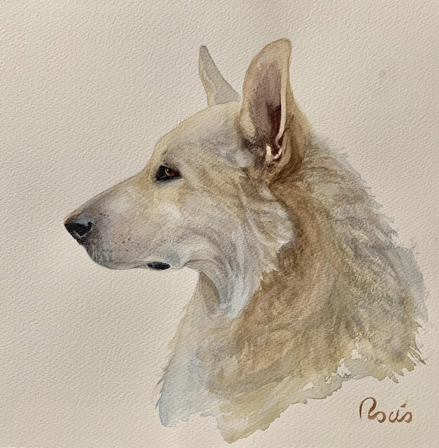 Bito, my wolfdog - image 1 - student project