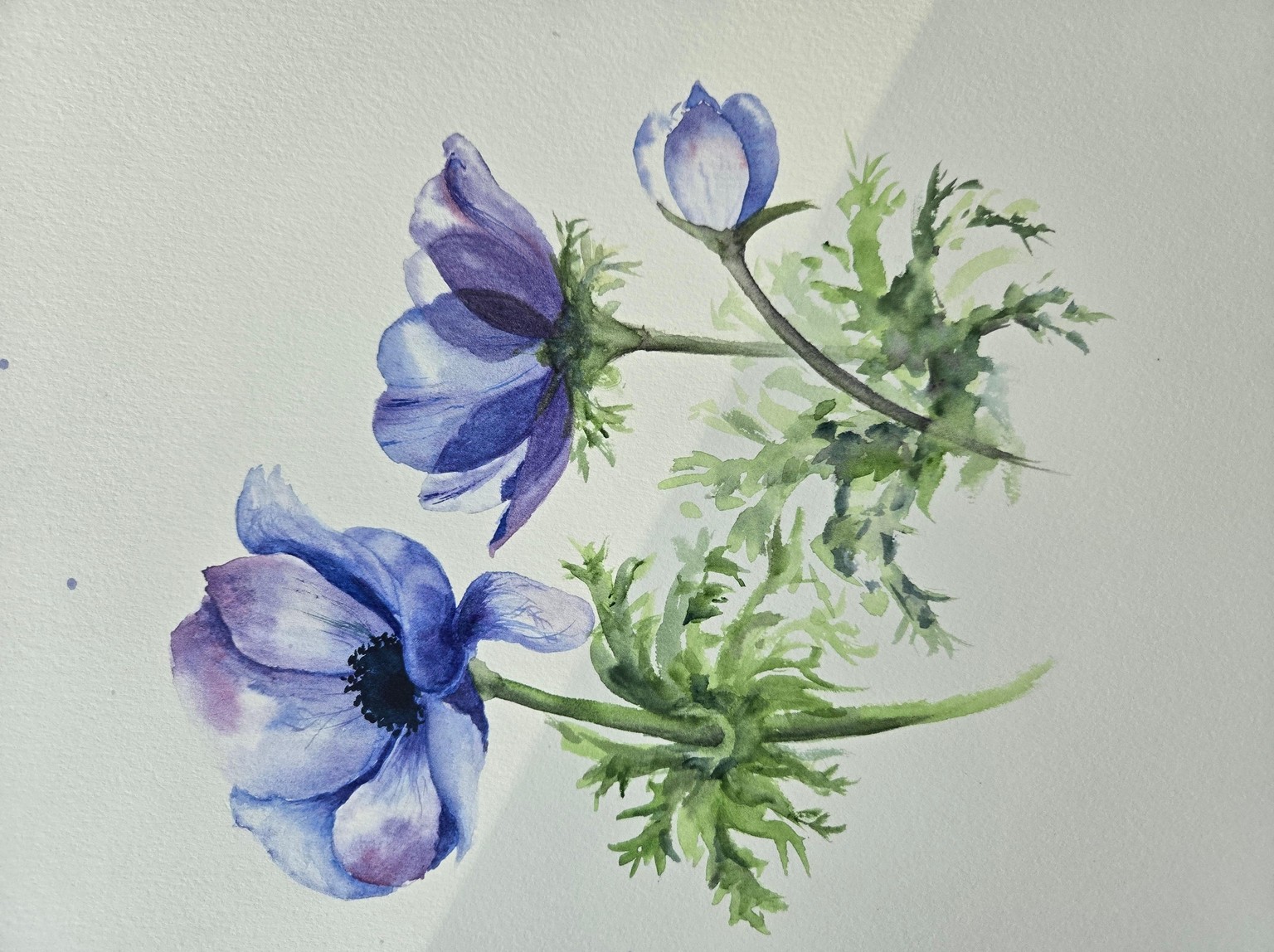 Blue anemones - image 1 - student project