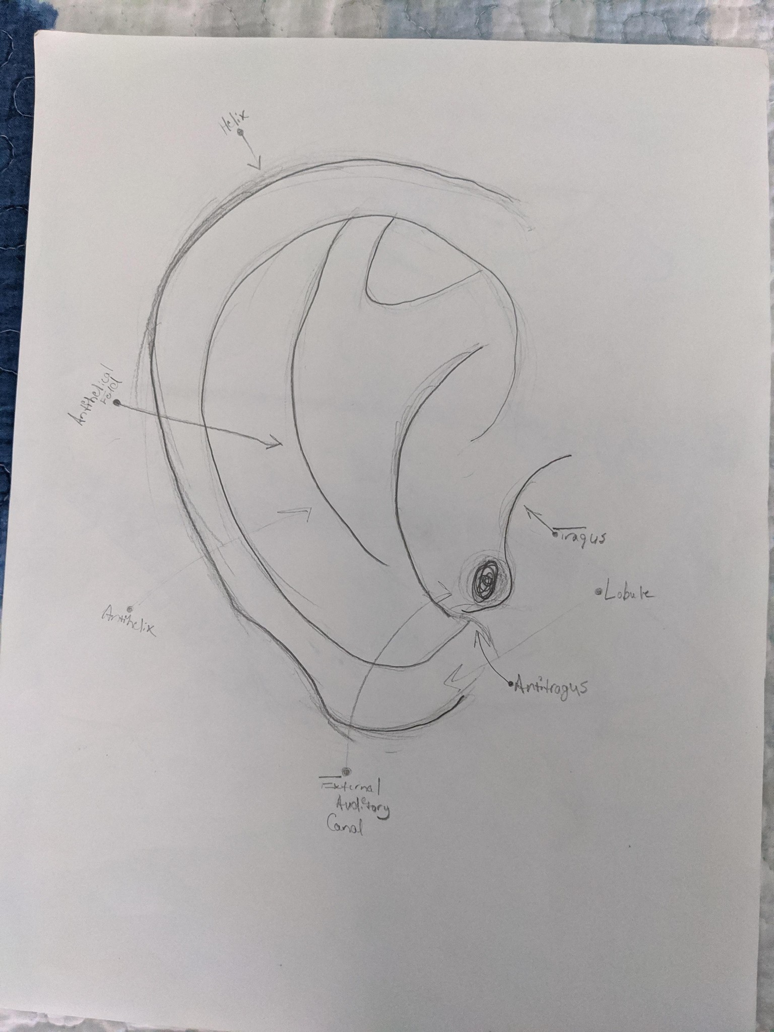 Ears - image 1 - student project