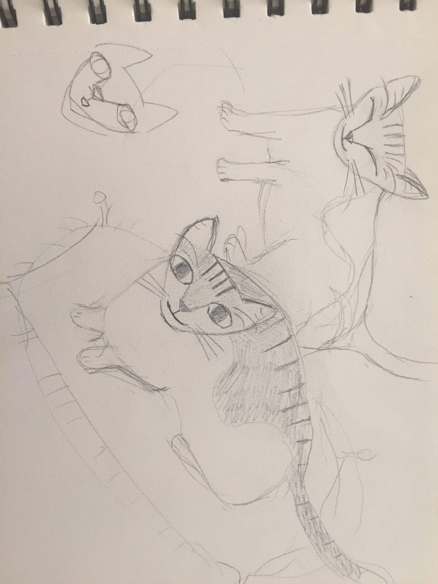 Madame Bovary cat - image 5 - student project
