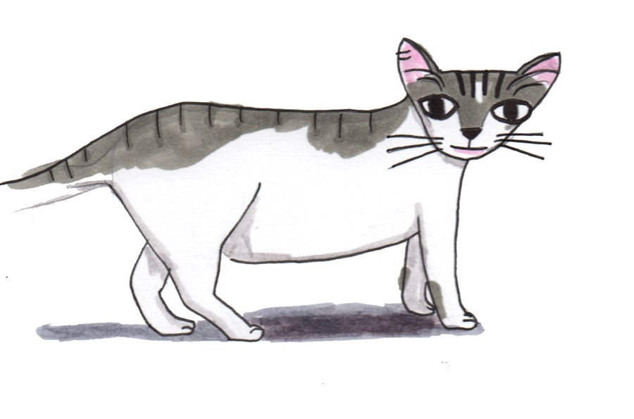 Madame Bovary cat - image 1 - student project