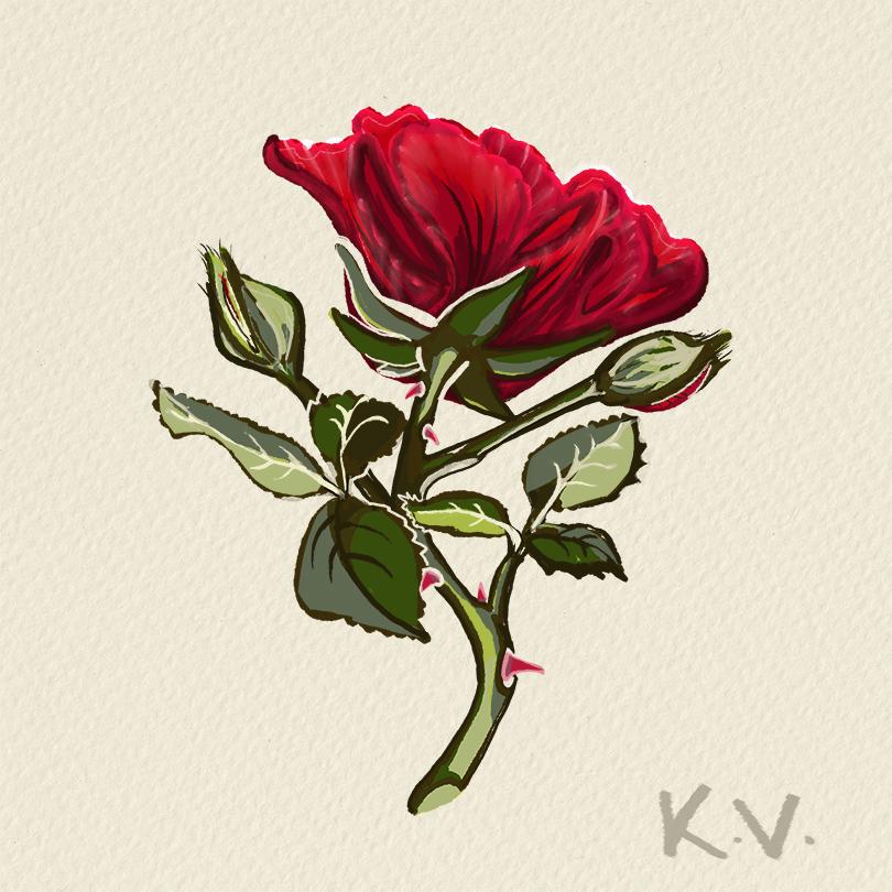 Samba Rose - image 1 - student project