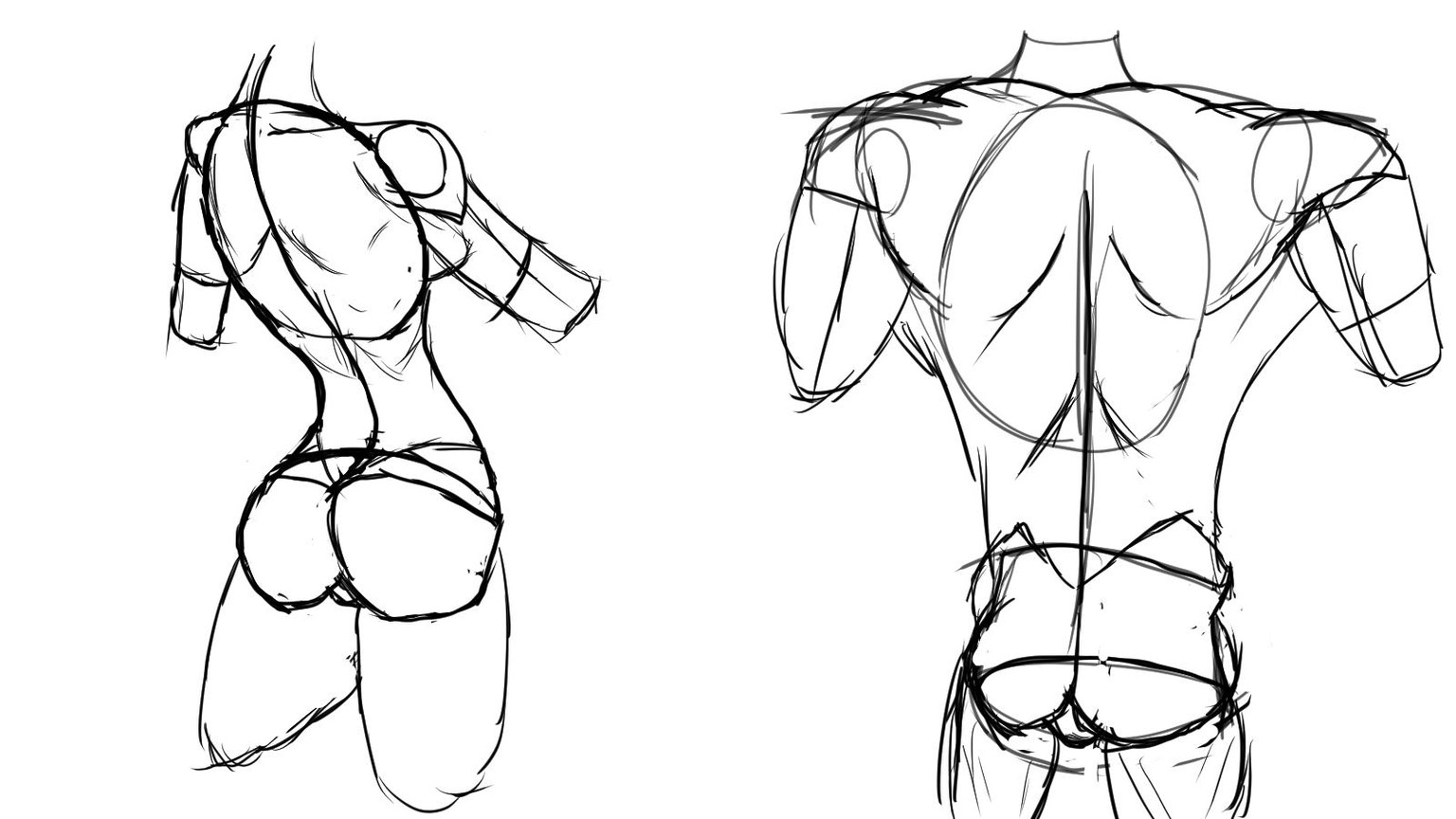 Torso Anatomy - image 3 - student project
