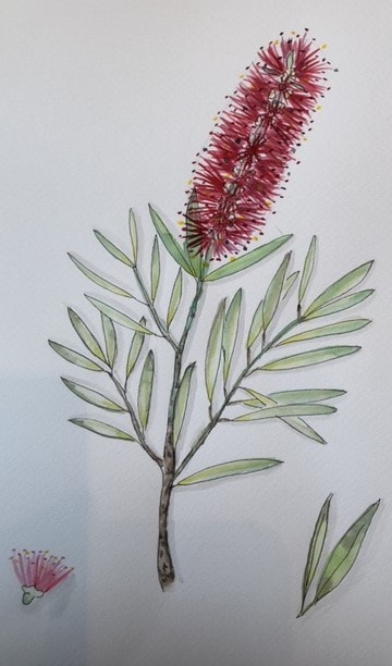 Bottlebrush in Bloom - image 1 - student project