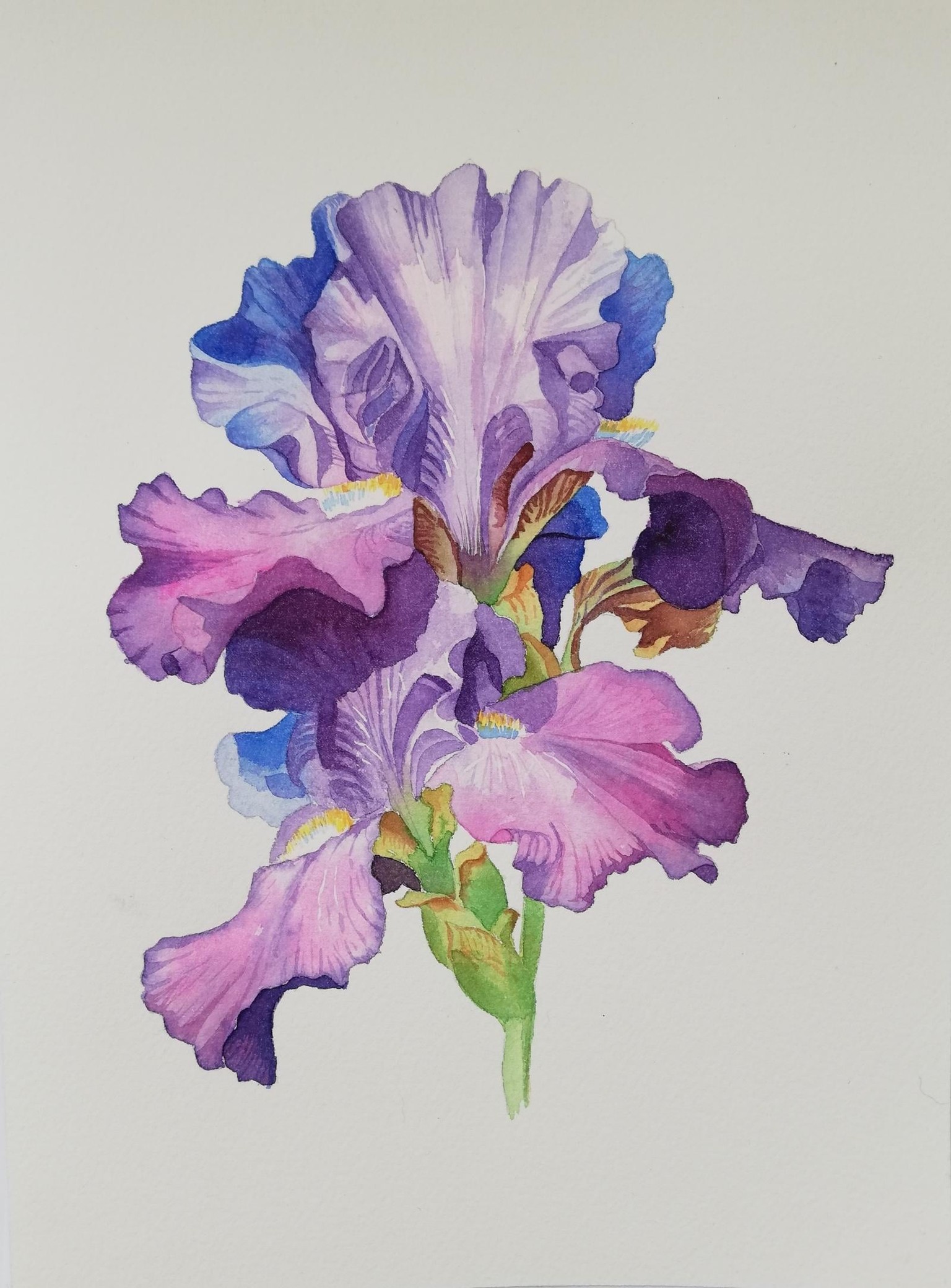 Watercolor Iris - image 2 - student project