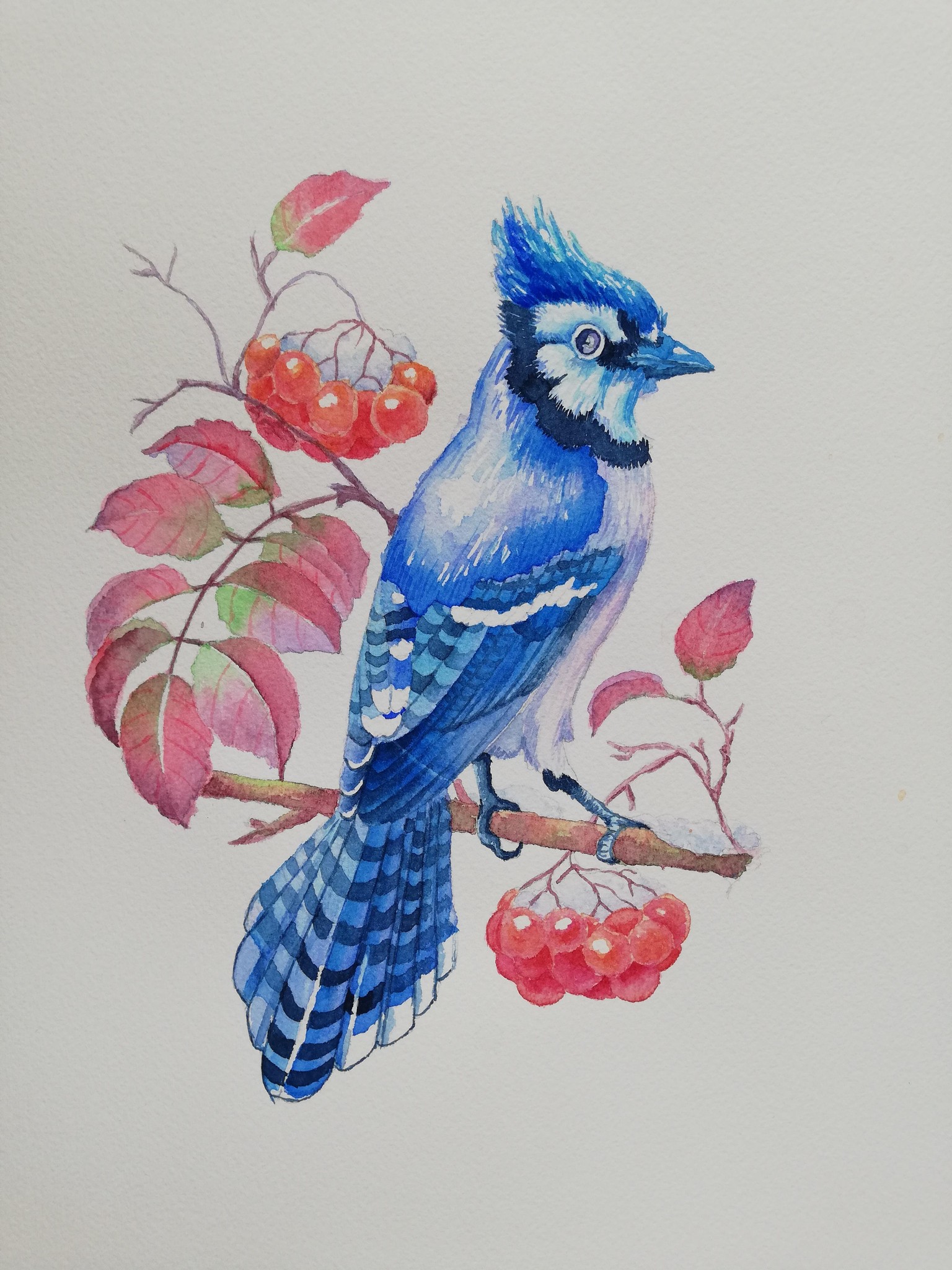 Watercolor BlueJay - image 2 - student project