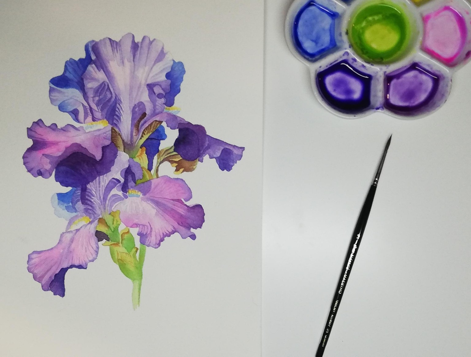 Watercolor Iris - image 1 - student project
