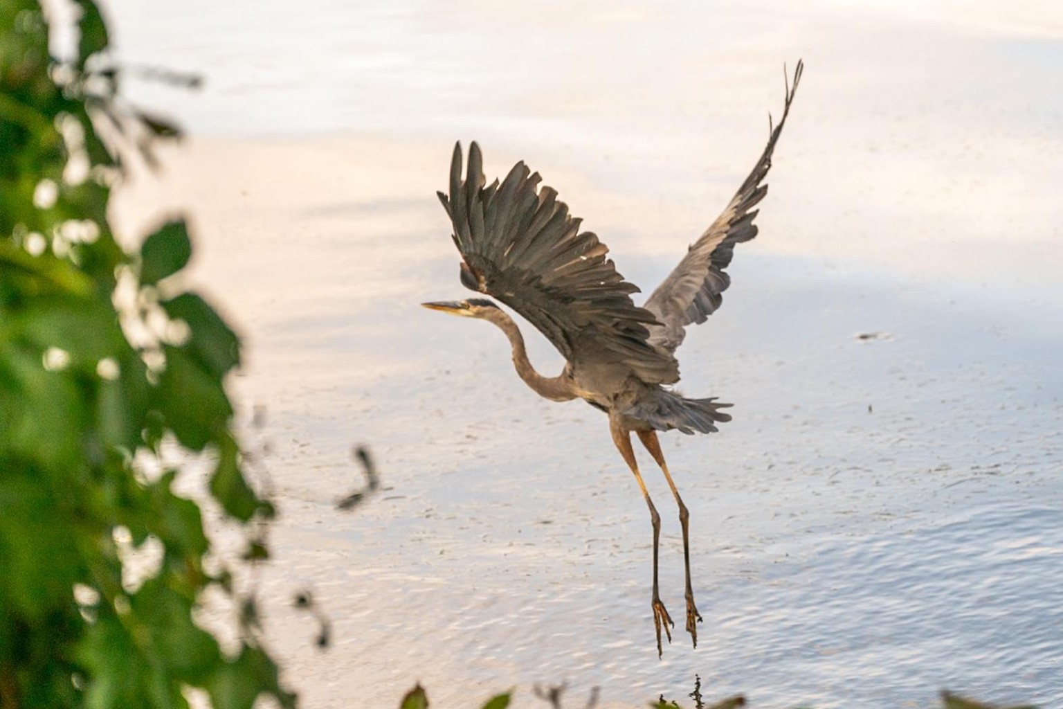 Blue Heron - image 1 - student project