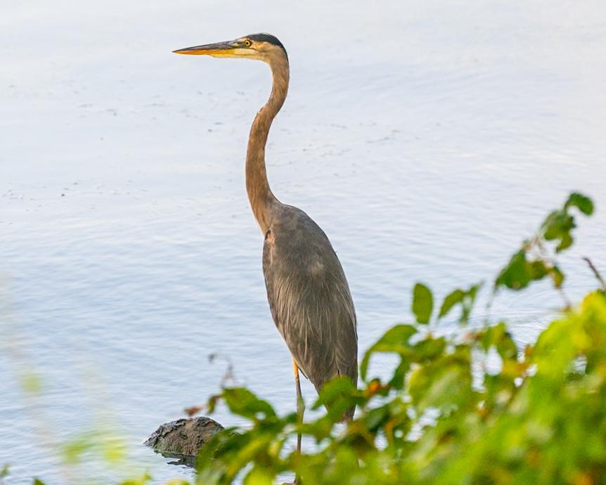 Blue Heron - image 2 - student project
