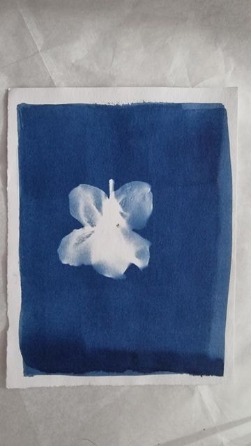 My Cyanotypes - image 1 - student project