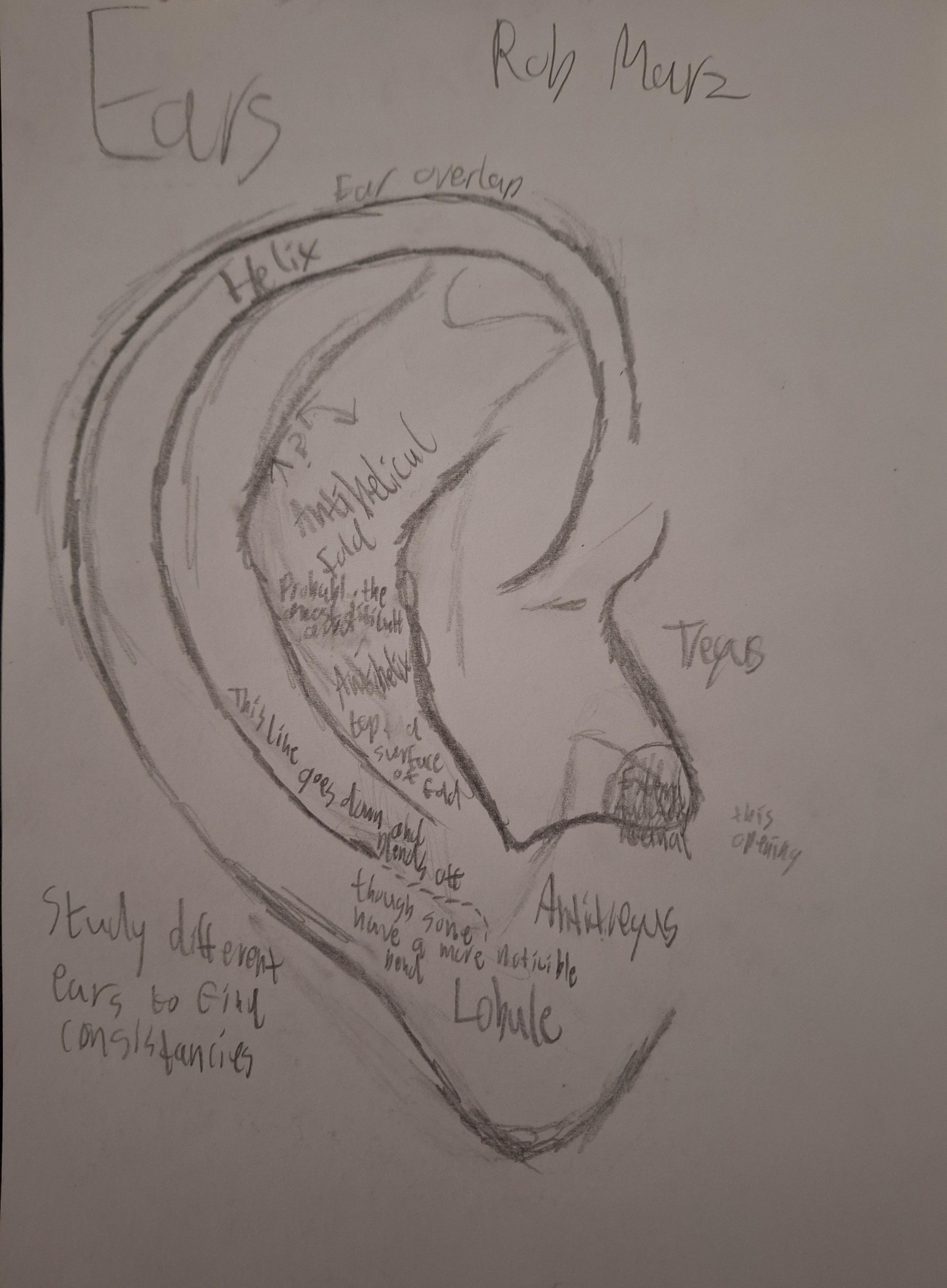 Ear Notes and Final Ears - image 1 - student project