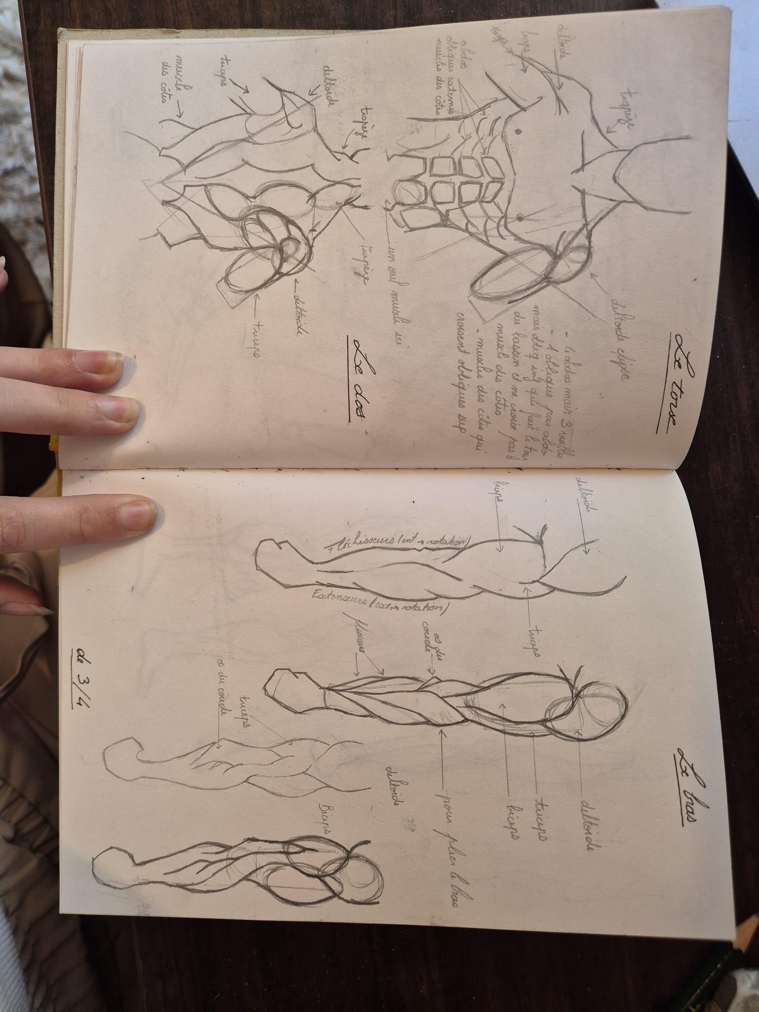 Anatomy work - image 1 - student project