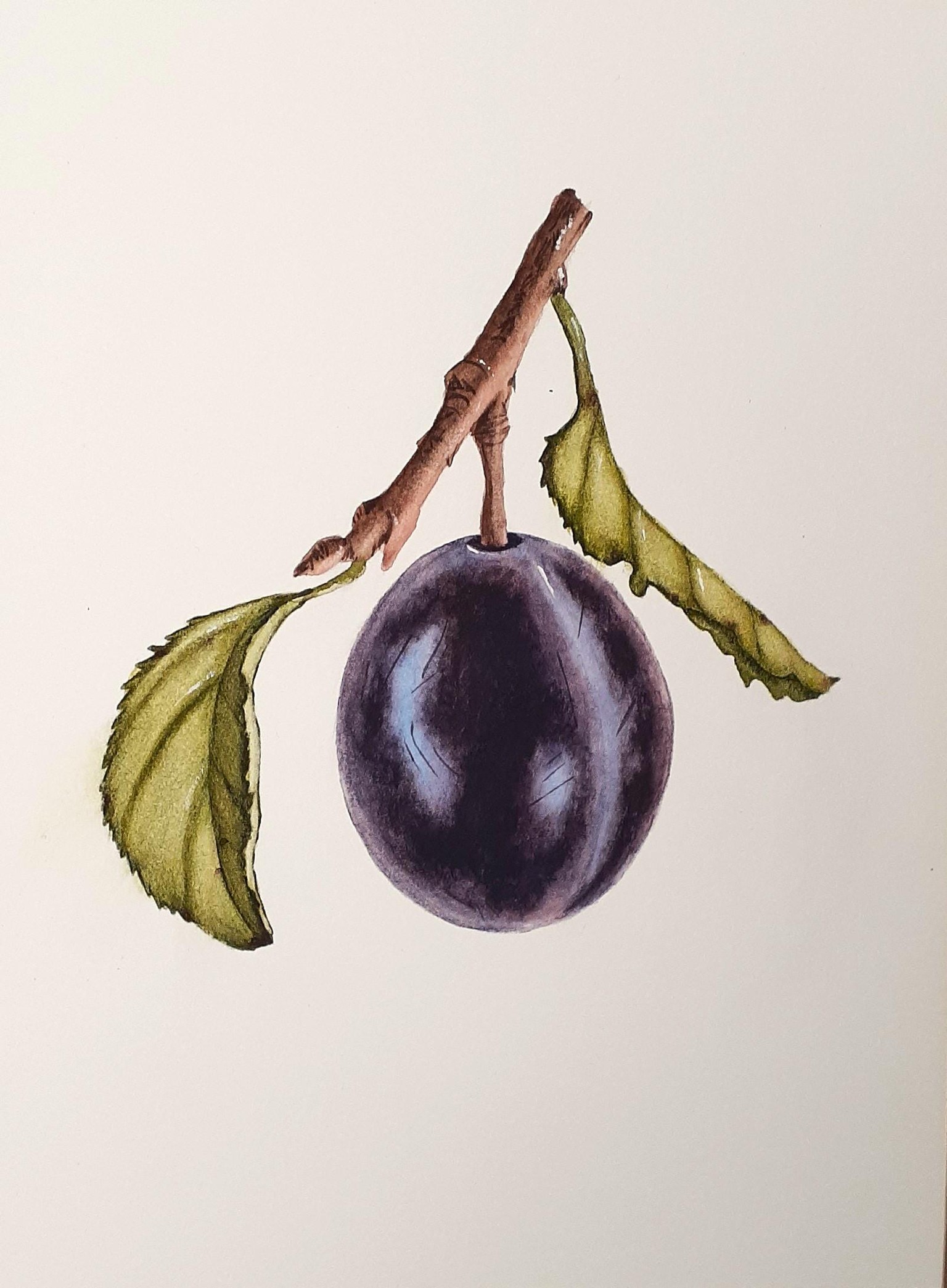 Delicious plum - image 1 - student project