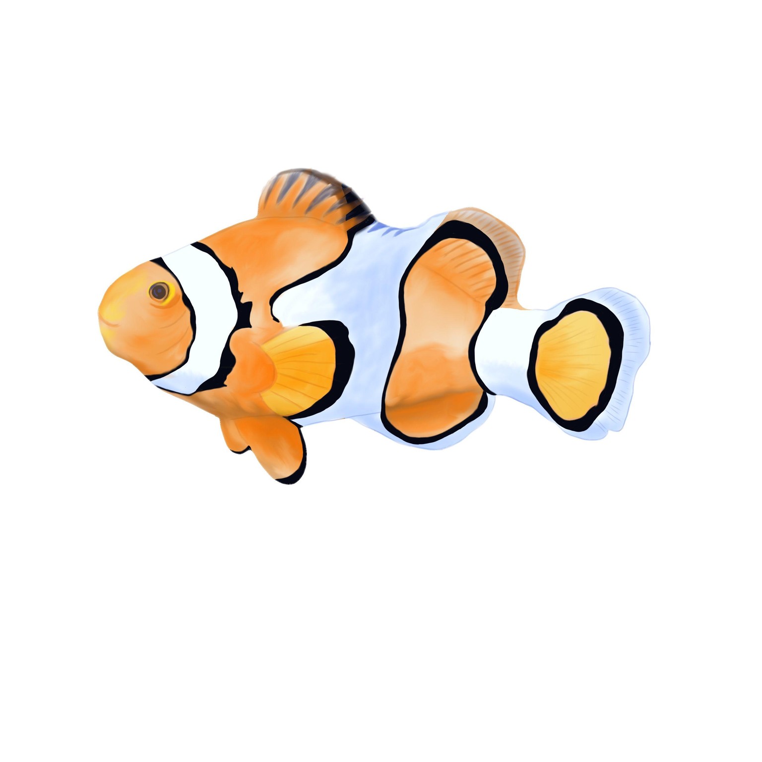 Discus Tropical Fish - image 1 - student project