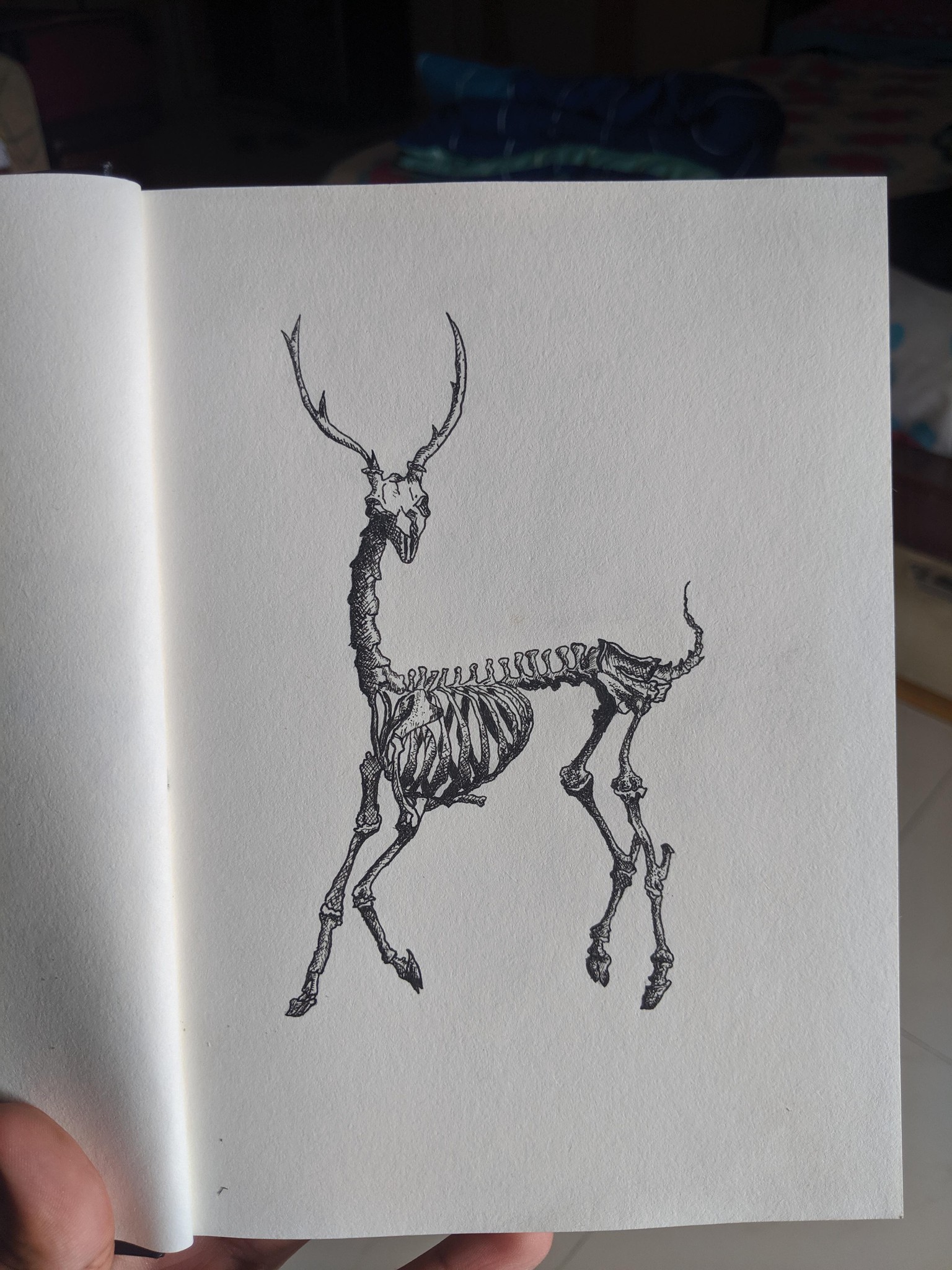 Deer skeleton - image 1 - student project