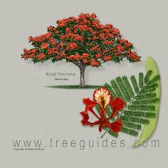 Australian Christmas Card Design, with Watercolours - image 2 - student project