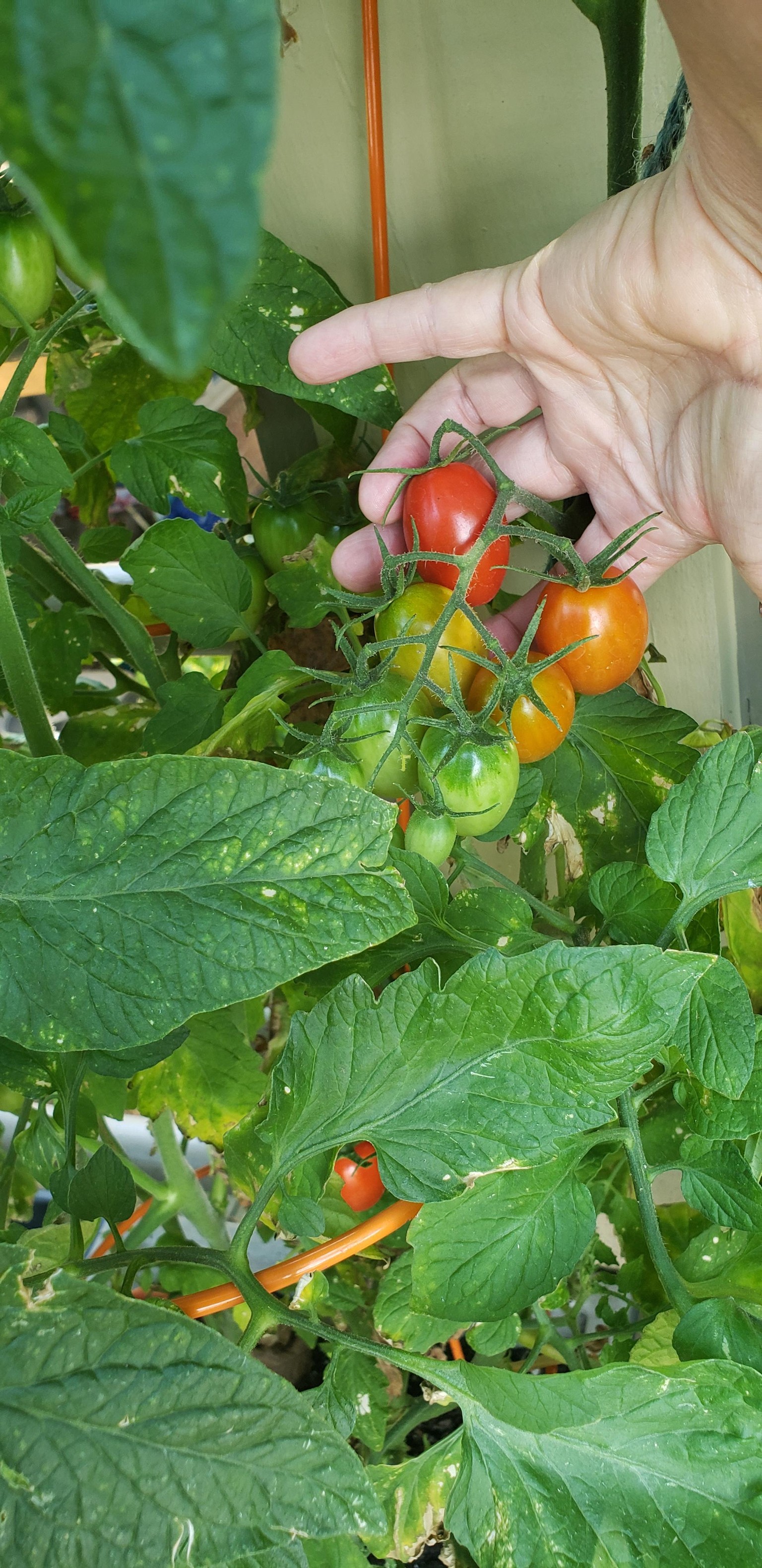 Tomatoes - image 2 - student project